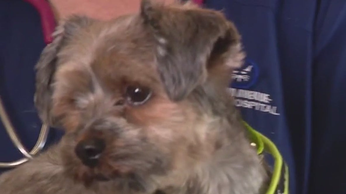 Houston pet safety: How to keep your pets cool during the heat